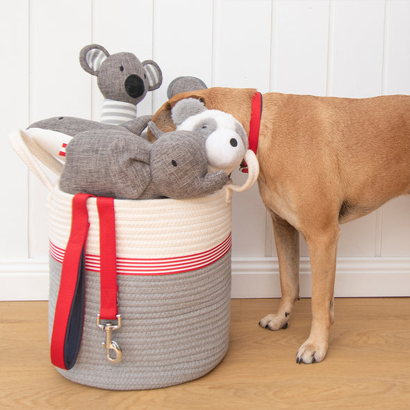 Kester the Koala