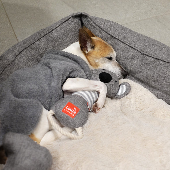 Kester the Koala